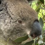  Powell Koala, Cleland Wildlife Park, SA.2